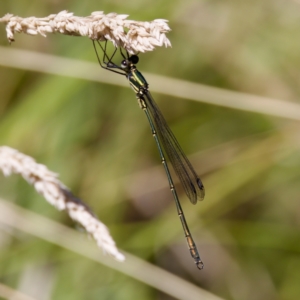 Synlestes weyersii at Tharwa, ACT - 25 Feb 2024 12:37 PM