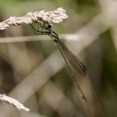 Synlestes weyersii at Tharwa, ACT - 25 Feb 2024