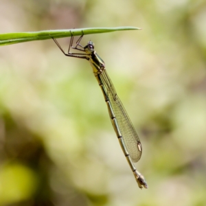 Synlestes weyersii at Tharwa, ACT - 25 Feb 2024