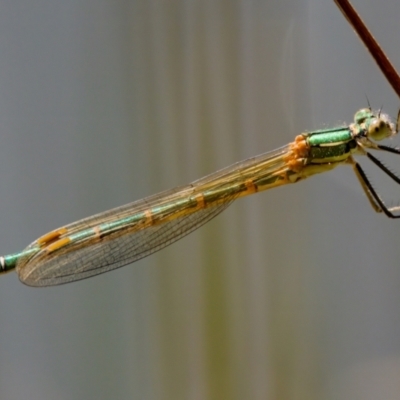 Austrolestes cingulatus (Metallic Ringtail) at Tharwa, ACT - 25 Feb 2024 by KorinneM