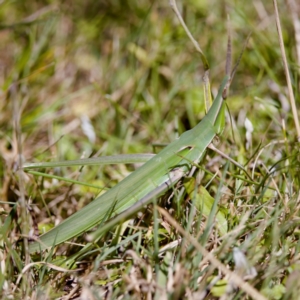 Acrida conica at Tharwa, ACT - 25 Feb 2024 01:27 PM