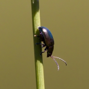 Arsipoda sp. (genus) at Tharwa, ACT - 25 Feb 2024