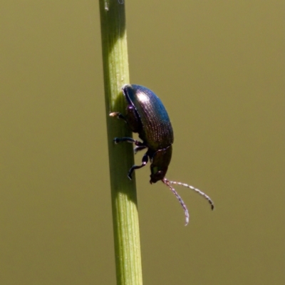 Arsipoda sp. (genus) (A flea beetle) at Tharwa, ACT - 25 Feb 2024 by KorinneM