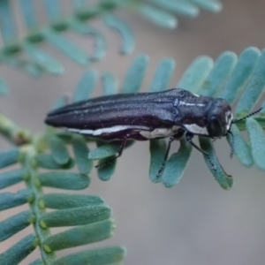 Agrilus hypoleucus at Murrumbateman, NSW - 22 Apr 2024