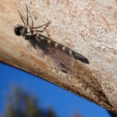Cordulephya pygmaea (Common Shutwing) at Murrumbateman, NSW - 22 Apr 2024 by SimoneC