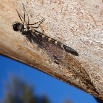 Cordulephya pygmaea (Common Shutwing) at Murrumbateman, NSW - 22 Apr 2024 by SimoneC