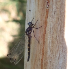 Cordulephya pygmaea at Murrumbateman, NSW - 22 Apr 2024 03:40 PM