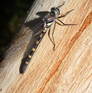 Cordulephya pygmaea at Murrumbateman, NSW - 22 Apr 2024 03:40 PM