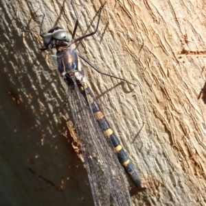 Cordulephya pygmaea at Murrumbateman, NSW - 22 Apr 2024