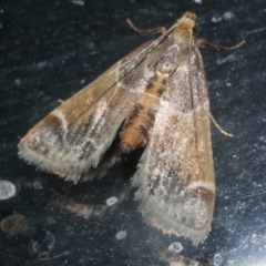 Pyralis farinalis (Meal Moth) at Freshwater Creek, VIC - 19 Mar 2024 by WendyEM