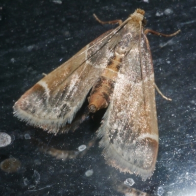 Pyralis farinalis (Meal Moth) at Freshwater Creek, VIC - 19 Mar 2024 by WendyEM