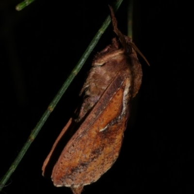 Elhamma australasiae (Elhamma) at Freshwater Creek, VIC - 16 Mar 2024 by WendyEM