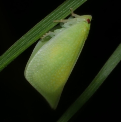 Siphanta sp. (genus) (Green planthopper, Torpedo bug) at Freshwater Creek, VIC - 16 Mar 2024 by WendyEM