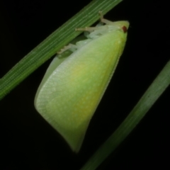 Siphanta sp. (genus) (Green planthopper, Torpedo bug) at Freshwater Creek, VIC - 16 Mar 2024 by WendyEM