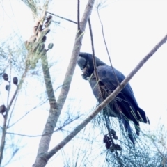 Calyptorhynchus lathami lathami (Glossy Black-Cockatoo) at Broulee, NSW - 21 Apr 2024 by Gee