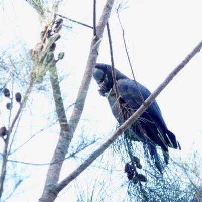 Calyptorhynchus lathami lathami (Glossy Black-Cockatoo) at Broulee, NSW - 22 Apr 2024 by Gee