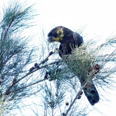 Calyptorhynchus lathami (Glossy Black-Cockatoo) at Broulee, NSW - 21 Apr 2024 by Gee