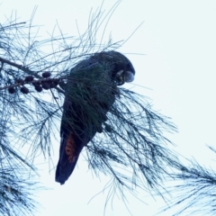 Calyptorhynchus lathami lathami (Glossy Black-Cockatoo) at Broulee, NSW - 22 Apr 2024 by Gee