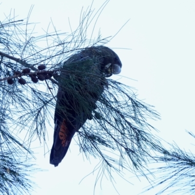 Calyptorhynchus lathami (Glossy Black-Cockatoo) at Broulee, NSW - 21 Apr 2024 by Gee