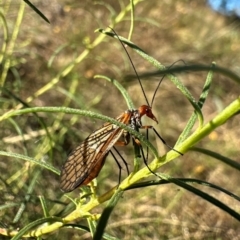 Chorista australis (Autumn scorpion fly) at Mount Ainslie - 21 Apr 2024 by Pirom