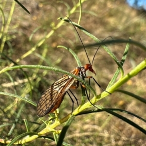 Chorista australis at Mount Ainslie - 21 Apr 2024 03:15 PM