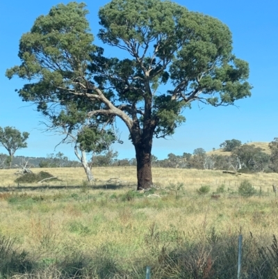 Eucalyptus melliodora (Yellow Box) at Denman Prospect, ACT - 22 Apr 2024 by Yibay