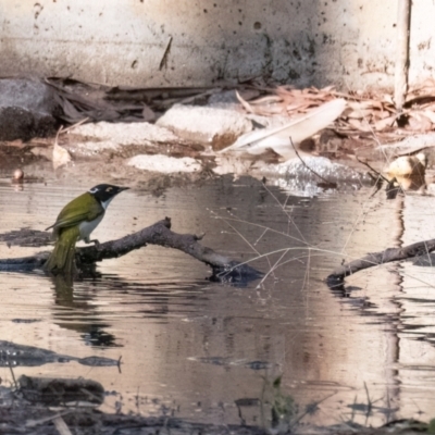 Melithreptus lunatus (White-naped Honeyeater) at Higgins Woodland - 8 Apr 2024 by Untidy