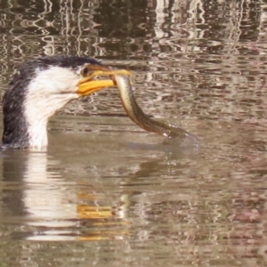 Misgurnus anguillicaudatus at Tuggeranong Creek to Monash Grassland - 22 Apr 2024