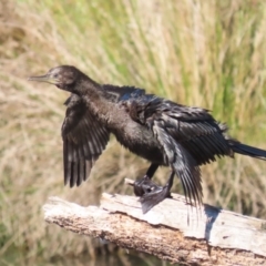 Phalacrocorax sulcirostris at Isabella Pond - 22 Apr 2024