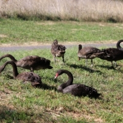 Cygnus atratus (Black Swan) at Tuggeranong Creek to Monash Grassland - 22 Apr 2024 by RodDeb