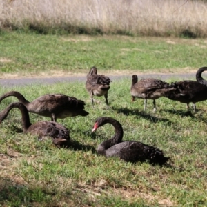 Cygnus atratus at Tuggeranong Creek to Monash Grassland - 22 Apr 2024 02:05 PM