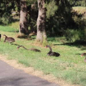 Cygnus atratus at Tuggeranong Creek to Monash Grassland - 22 Apr 2024