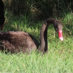 Cygnus atratus at Tuggeranong Creek to Monash Grassland - 22 Apr 2024 02:05 PM