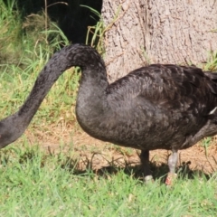 Cygnus atratus at Tuggeranong Creek to Monash Grassland - 22 Apr 2024