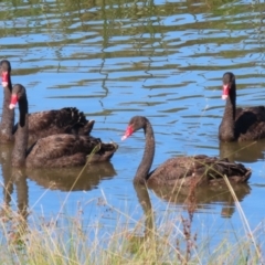 Cygnus atratus at Tuggeranong Creek to Monash Grassland - 22 Apr 2024