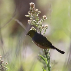 Zosterops lateralis at Tuggeranong Creek to Monash Grassland - 22 Apr 2024