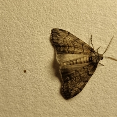 Dysbatus undescribed species (A Line-moth) at Bungendore, NSW - 22 Apr 2024 by clarehoneydove