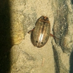 Rhantus suturalis at QPRC LGA - 22 Apr 2024