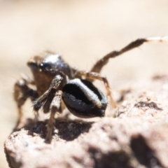 Maratus chrysomelas (Variable Peacock Spider) at Namadgi National Park - 21 Apr 2024 by patrickcox