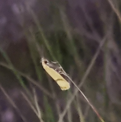 Plectobela undescribed species (A concealer moth) at Bungendore, NSW - 22 Apr 2024 by clarehoneydove