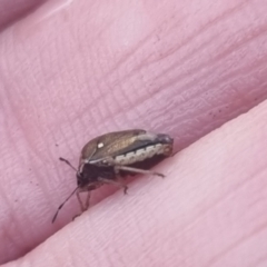 Eysarcoris sp. (genus) (A stink bug) at QPRC LGA - 22 Apr 2024 by clarehoneydove