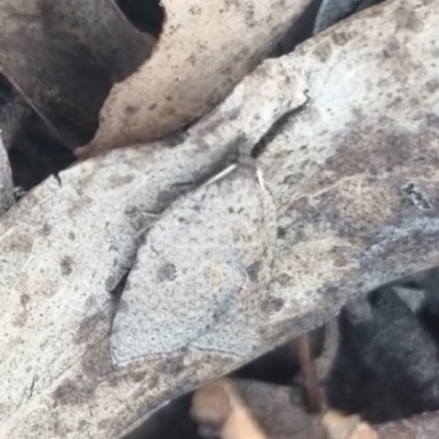 Meritastis polygraphana (Mottled Bell Moth) at Bungendore, NSW - 22 Apr 2024 by clarehoneydove