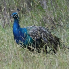 Pavo cristatus (Indian Peafowl) at QPRC LGA - 22 Apr 2024 by LisaH