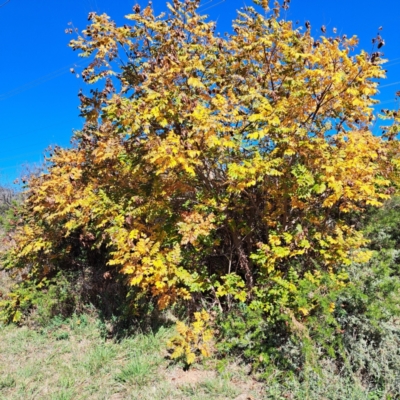 Koelreuteria paniculata (Golden Rain Tree) at Watson, ACT - 22 Apr 2024 by abread111