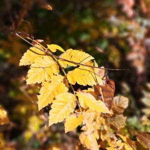 Koelreuteria paniculata at Watson Green Space - 22 Apr 2024