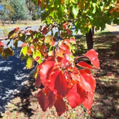 Pyrus calleryana (Callery Pear) at Watson, ACT - 22 Apr 2024 by abread111