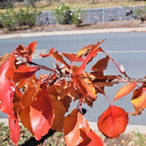 Pyrus calleryana at Watson, ACT - 22 Apr 2024