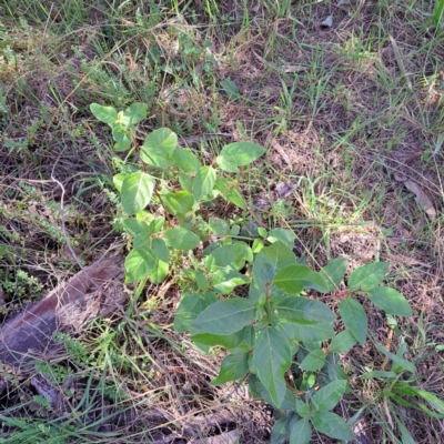 Viburnum tinus (Laurustinus) at Watson, ACT - 22 Apr 2024 by abread111