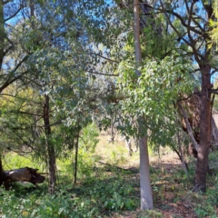 Brachychiton populneus subsp. populneus (Kurrajong) at Mount Majura - 22 Apr 2024 by abread111