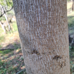 Brachychiton populneus subsp. populneus at Mount Majura - 22 Apr 2024